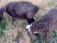 Sheep (batch, sex not specified), Sheep — photo 6