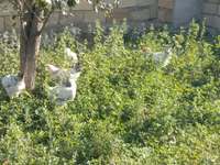 Chickens — फ़ोटो 2