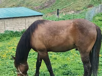 At, Azerbaijan horse — foto 1