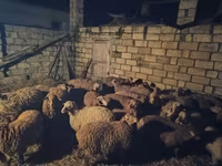 Sheep (batch, sex not specified), Sheep — photo 7