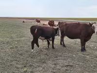 Корова, Simmental cattle — фото 2