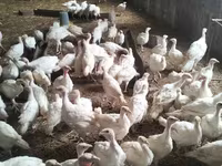 Turkeys — Foto 2