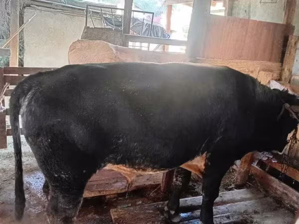 Bull, Belgian Blue