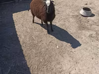 Sheep (batch, sex not specified), Sheep — photo 3