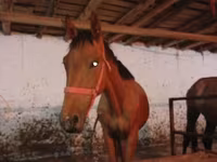 At, Manipuri pony — foto 6