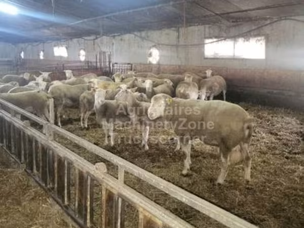 Oveja, Ile-de-France sheep
