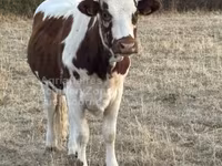 Cow, Cast cow — photo 3