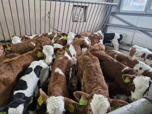 公牛, Simmental cattle