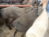 Owce (partia, płeć nieokreślona), Edilbay sheep — zdjęcie 1