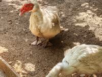 Alman Pekin — foto 3