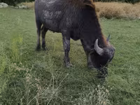 Qoç, Qoyunlar — foto 4