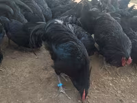 Australorp — photo 2