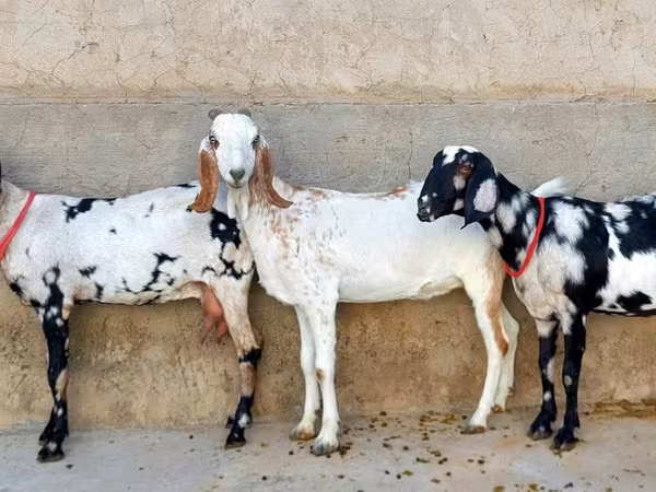 Goat, Beetal goats