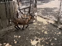 Billy Goat, Alpine goat — photo 6