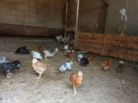 Pekin Bantam — photo 1