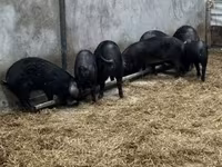 Pigs (batch, sex not specified), Баскская — photo 3