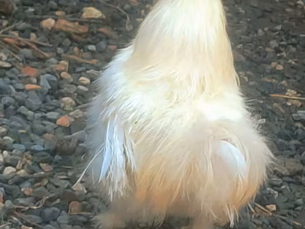 Chickens
