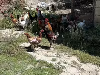 Chickens — photo 4