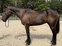 Caballo, Caballos — foto 2