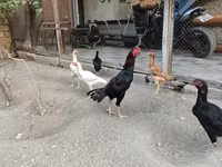 Chickens — foto 5