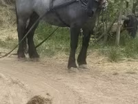 Égua, Polish Heavy — foto 7