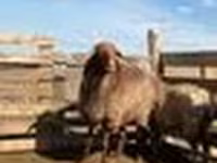 Qoyun, Kazakh fat-tailed coarsewool sheep — foto 4