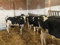 بقرة, Russian Black pied cattle — الصورة 8