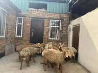 Beran, Rhon sheep — foto 7