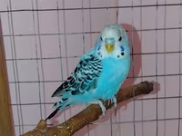 Məhsul: Dalmatin naxışlı mavi-bulat rəngli dalğa papuqayı (budgerigar) — Foto 1