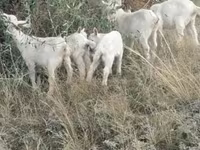 Goat, Alpine goat — photo 3