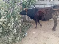 Krava, Skot — foto 2