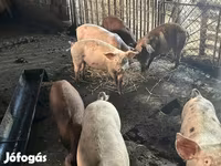 Świnie (partia, płeć nieokreślona), Świnie — zdjęcie 2