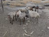 Sheep (batch, sex not specified), Sheep — photo 2