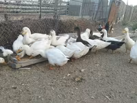 Ducks — photo 8