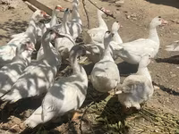 Ducks — फ़ोटो 2