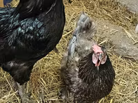 Brahma — photo 8