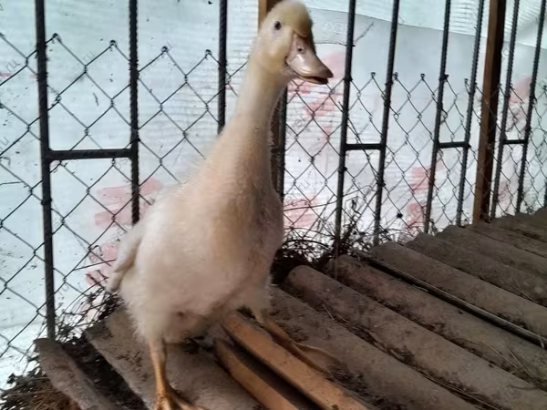 Amerika Pekin