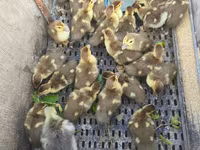 Ducks — foto 4