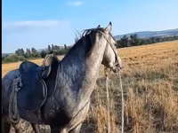 At, Azerbaijan horse — foto 2