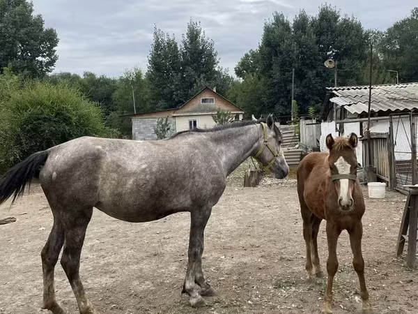 Égua, Cavalos
