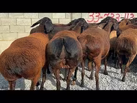 Ram, Hissar sheep — photo 2