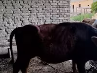 ВРХ (партія, стать не вказано), Велика рогата худоба — фото 2