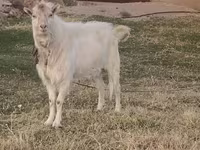 Billy Goat, Russian White goat — photo 2
