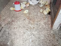 Chickens — foto 3