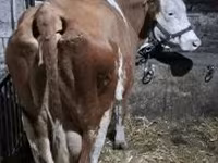 Vaca, Raça cinza húngara — foto 3