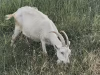 Goat, Goats — photo 1