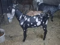 Keçi, Beetal goats — foto 3
