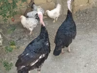 Turkeys — foto 1