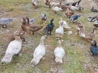 Ducks — फ़ोटो 2