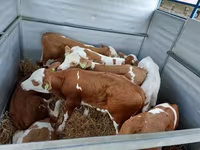 Toro, Simmental cattle — foto 3